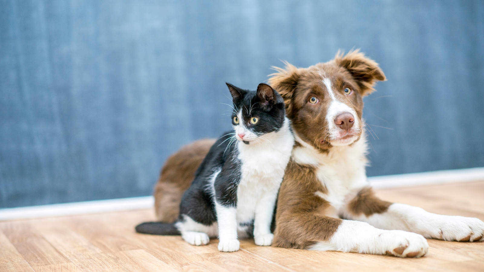 Animali domestici e primavera